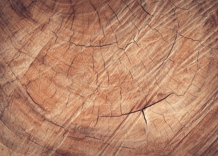 Za izradu drvene stolarije mogu se koristiti različite vrste drveća