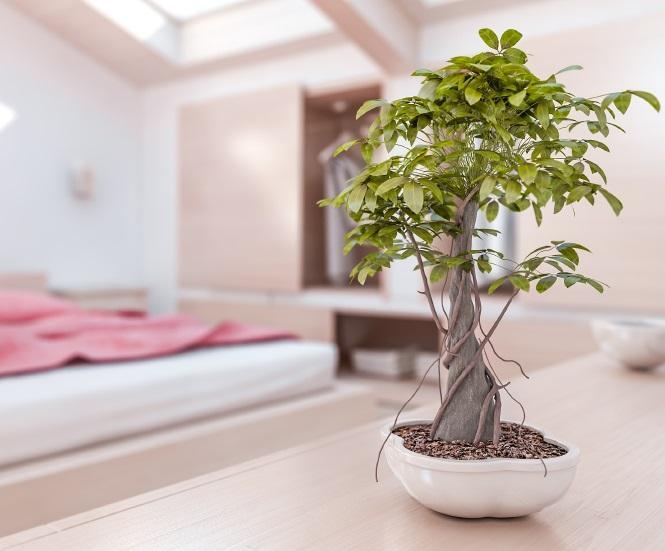 Feng Shui biljke u vašoj spavaćoj sobi