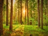 Šume Srbije