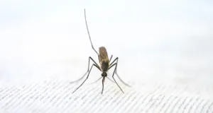 Jako sunce i insekti