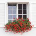 Cveće na podprozorskoj daski / foto: freepik.com